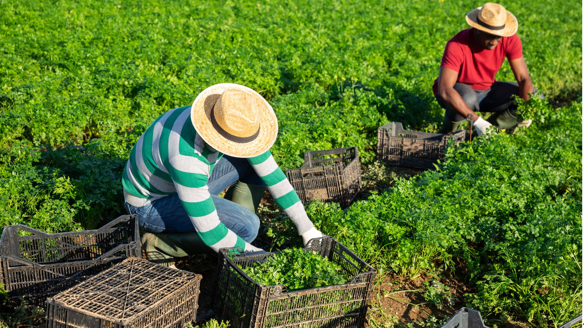 Farm Worker