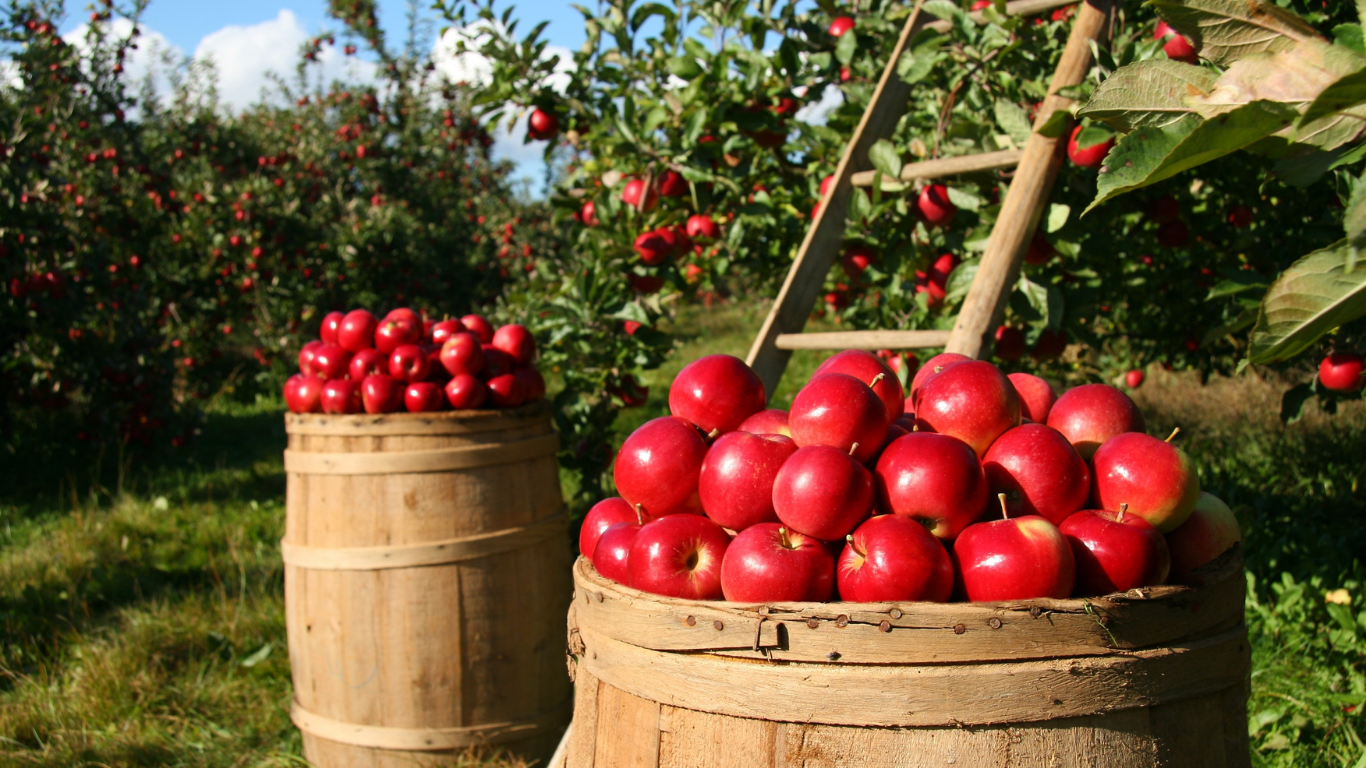 Harvesting Labourer Jobs in Canada 2025
