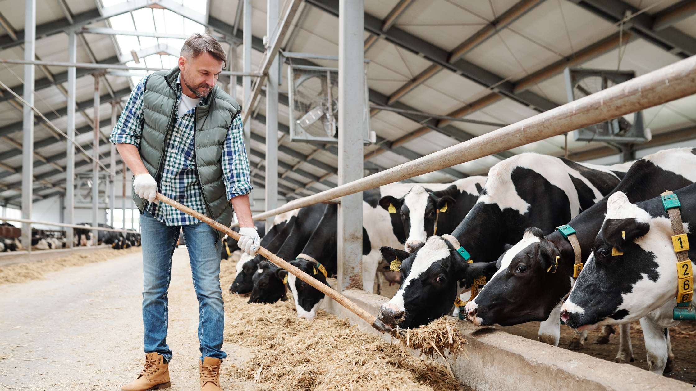 Dairy Farm Worker