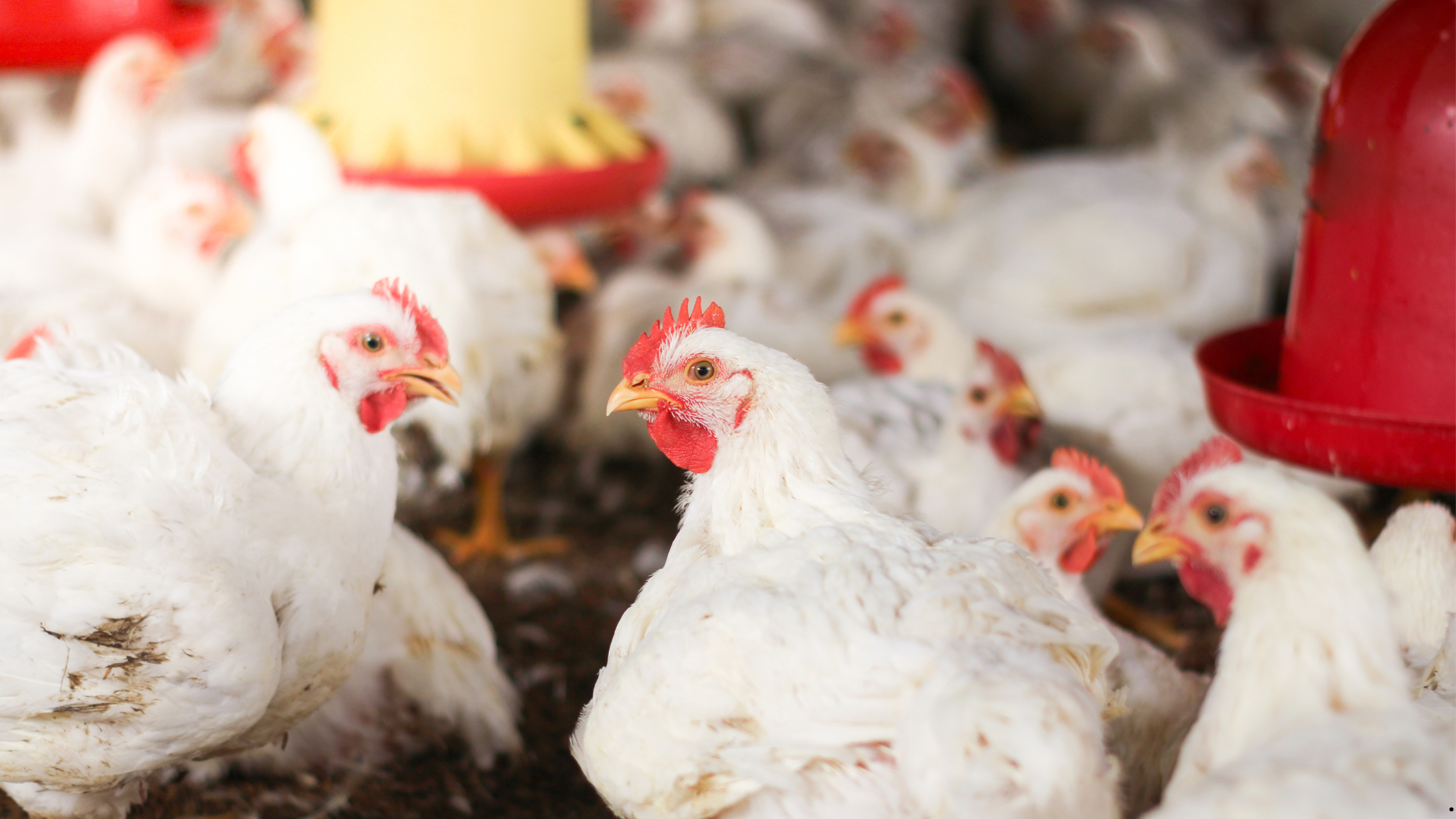 Broiler Chicken Farm